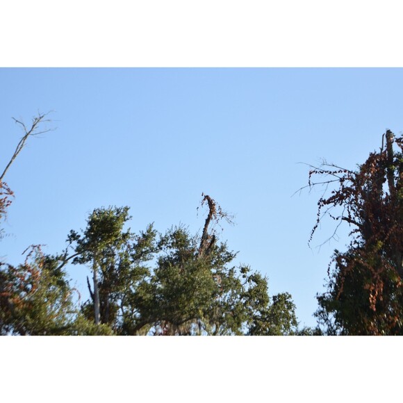 NIKON AF-S NIKKOR 70-200mm F2.8G  ED VR II for Nikon F mount ( See Des) - Picture 13 of 14